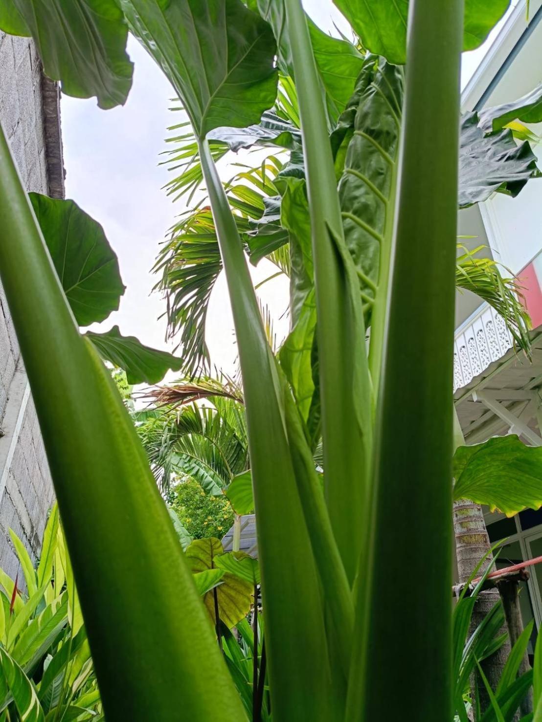 Baan Debtida Hotel Bangkok Bagian luar foto